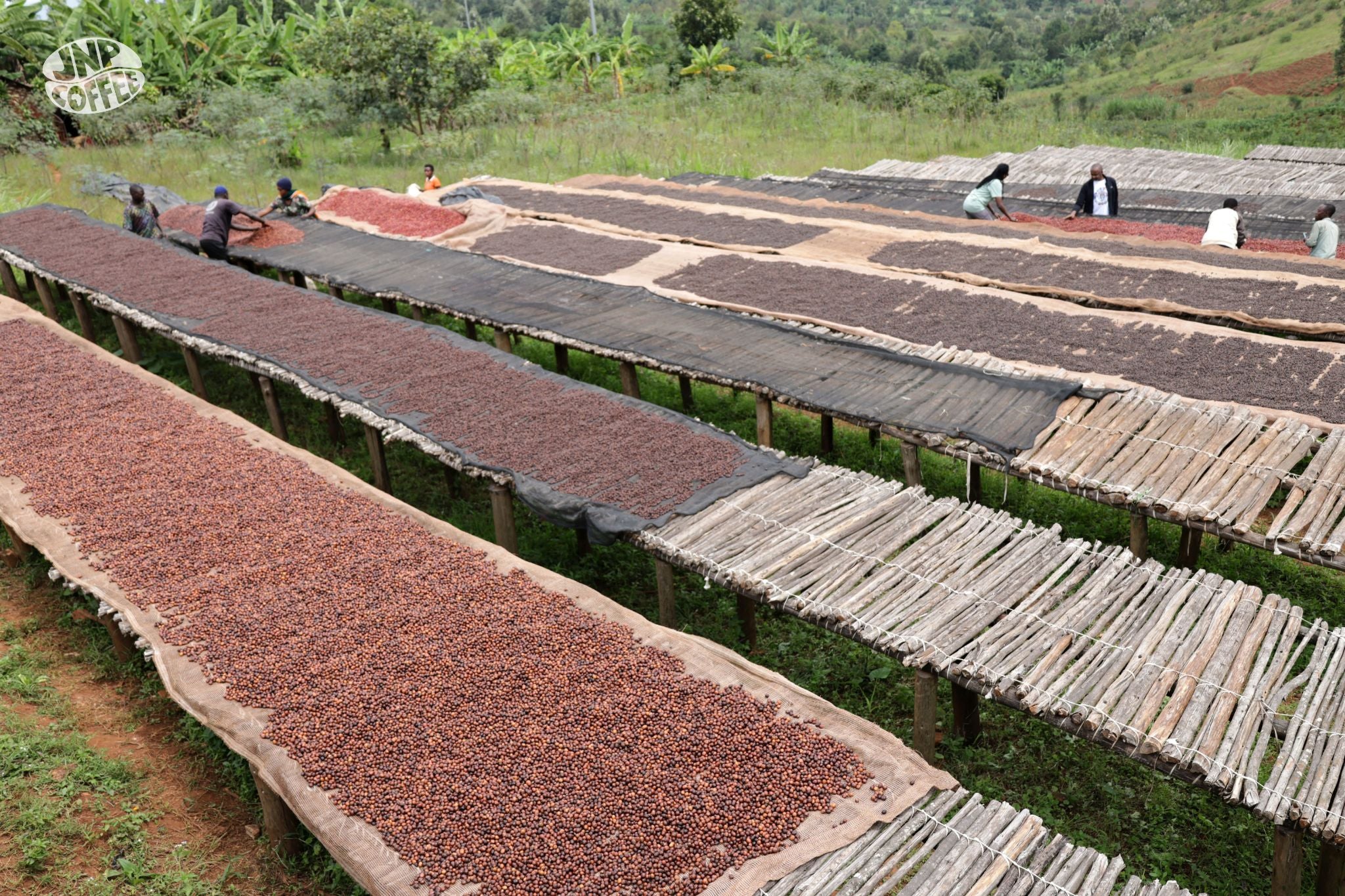 Bayeyi IV Red Bourbon - Burundi, Natural
