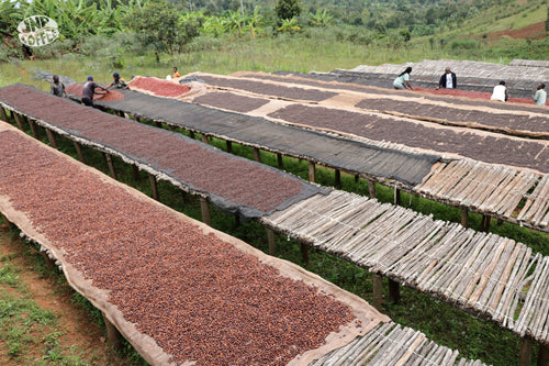 Bayeyi IV Red Bourbon - Burundi, Natural