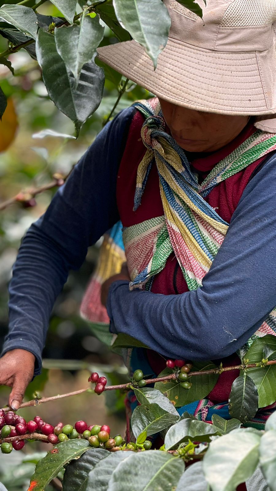 Marly Palomino SL-09 - Peru, Anaerobic Washed